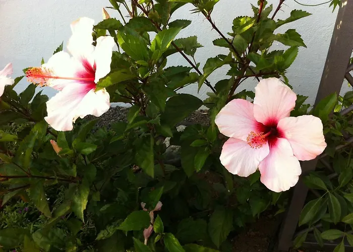 Bungalow La Datura